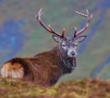 Proposed Firearms Licensing Changes – Please Sign Here! dec 2025
