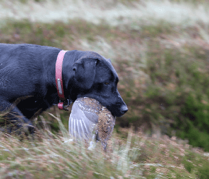 pheasant-shooting-4