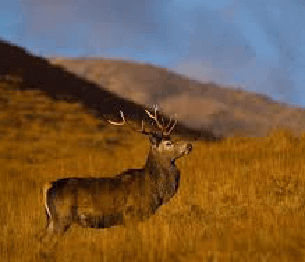 Red Deer Stalking 2