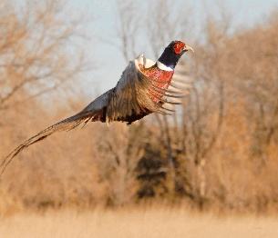 Pheasant Shooting 3