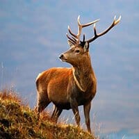 Red deer stalking