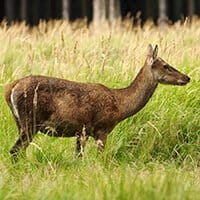 RedDeerStalkingScotland