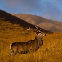 Red deer stalking in Scotland