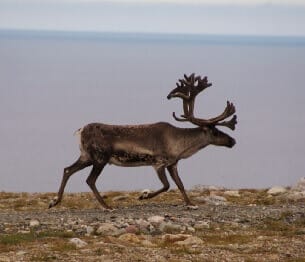 reindeer-hunting-1