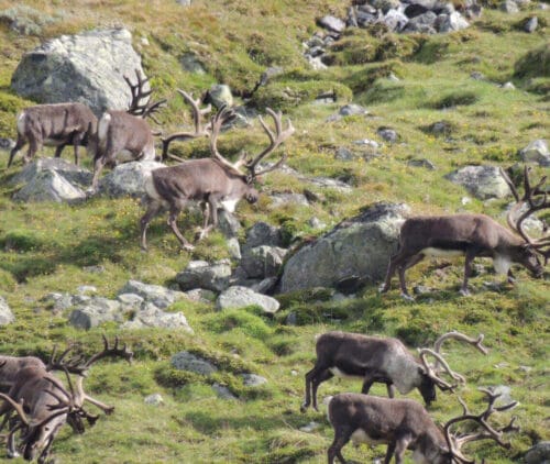 reindeer-hunting-3