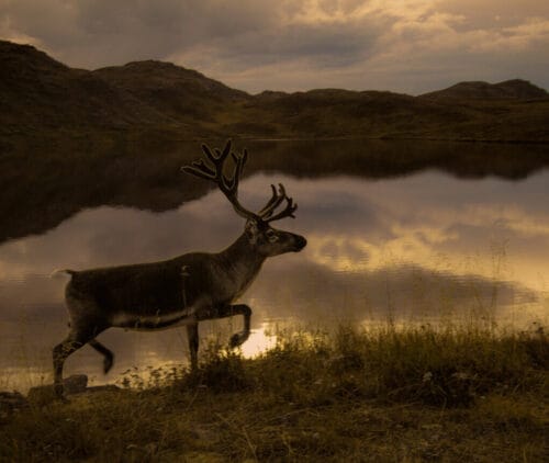 reindeer-hunting
