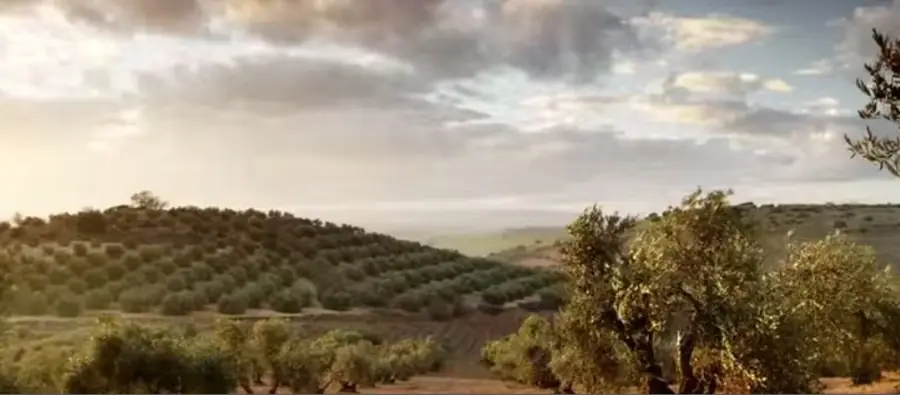Olive groves covering rolling hills at El Crespo under a broken sky in low morning light
