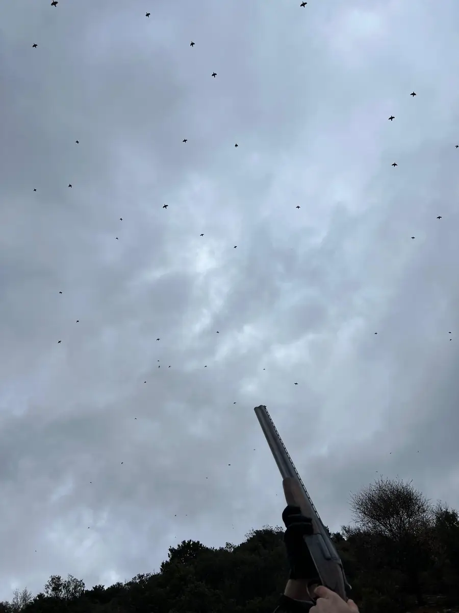 A covey of red-legged partridges streaming high over the guns against a grey sky at La Cuesta