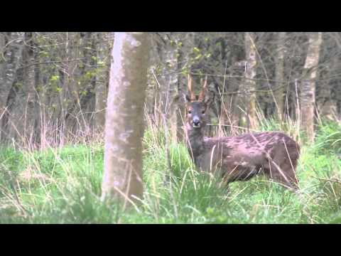 Roe buck stalking in Scotland - watch the video