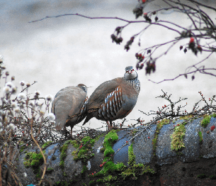 Partridge Shooting 2