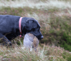 Partridge Shooting 4