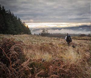 Partridge Shooting 3