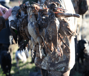 Woodcock Shooting 1