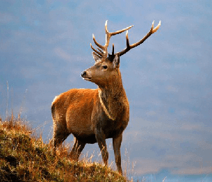 Red Deer Stalking
