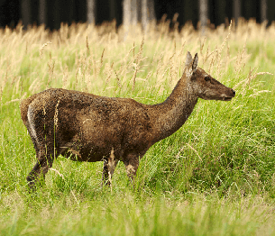 Red Deer Stalking 4