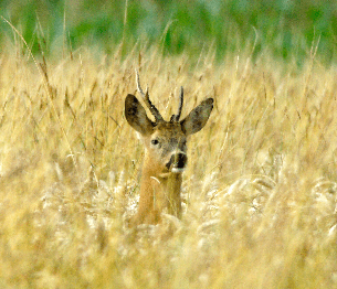 Roe Deer Stalking 1