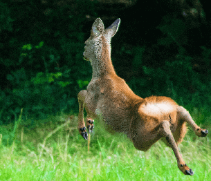 Roe Deer Stalking 3