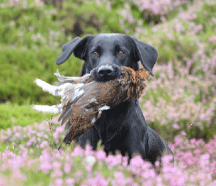 Grouse Shooting