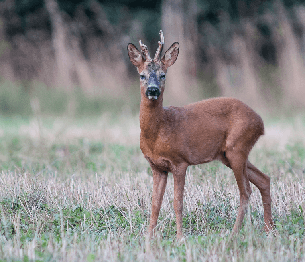 Roe Deer Stalking 2