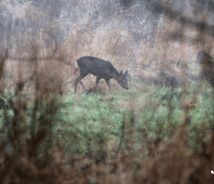 Roe Deer Stalking 4