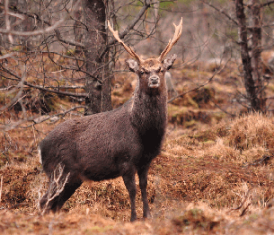 Sika Deer Stalking 1