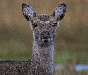 Sika Deer Stalking 2