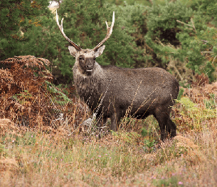 Sika Deer Stalking 3