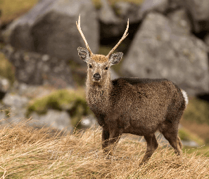 Sika Deer Stalking 4