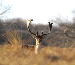 Fallow Deer Stalking