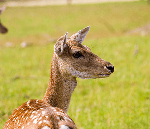 Fallow Deer Stalking 2