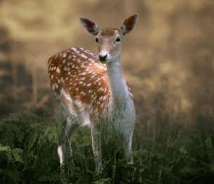 Fallow Deer Stalking 3