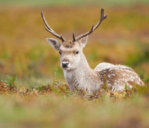 Fallow Deer Stalking 4