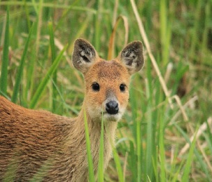 Chinese Water Deer Stalking 1