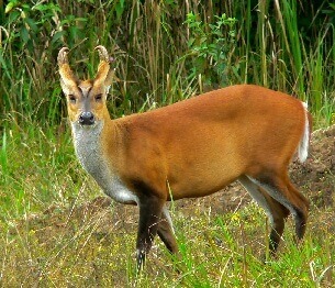 Muntjac Stalking 1