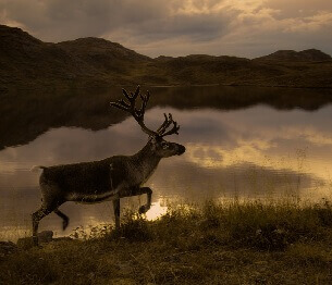 Reindeer Hunting 3