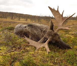 Moose Hunting 3