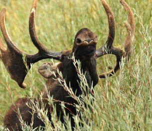 Moose Hunting 5