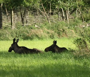 Moose Hunting 6