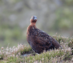 grouse 3