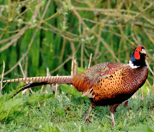 Pheasant Shooting