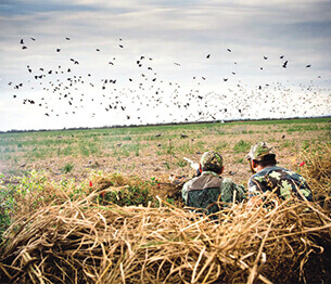 Dove and Pigeon Shooting