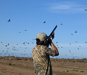 Dove and Pigeon Shooting 1