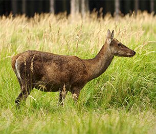 Red Deer Stalking 4