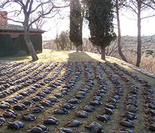 Partridge Shooting 3