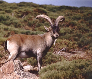 Ibex Hunting