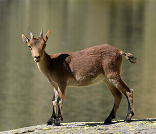 Ibex Hunting 2