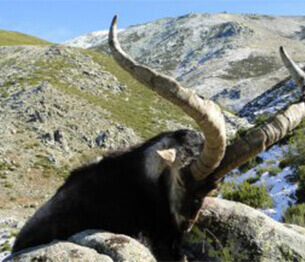 Ibex Hunting 3