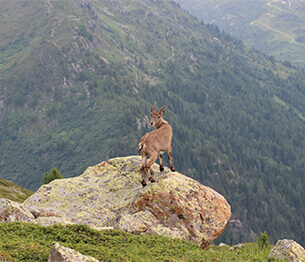 Ibex Hunting 4