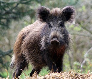 Driven Wild Boar