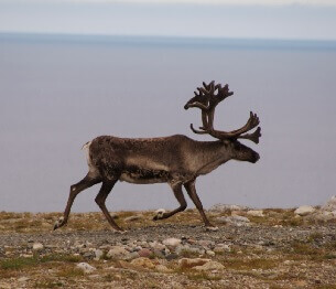 Reindeer Hunting